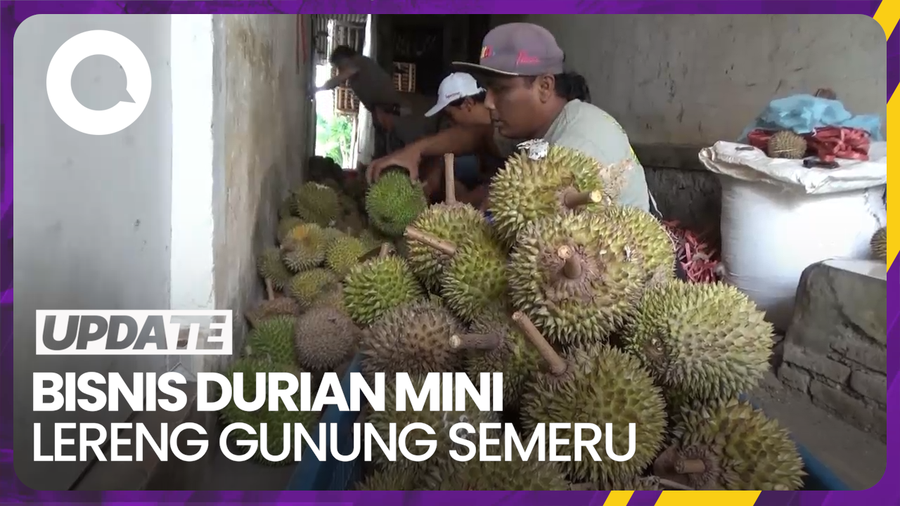 Cuan Jutaan Rupiah dari Bisnis Durian Mini Lereng Gunung Semeru