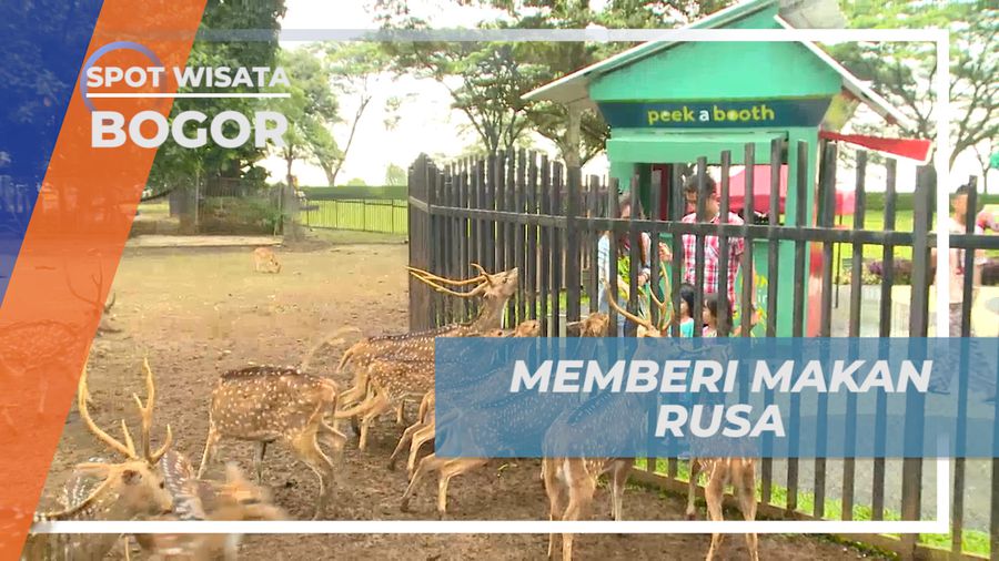 Mengusi Liburan Seru Dengan Berinteraksi dan Memberi Makan Rusa, Bogor