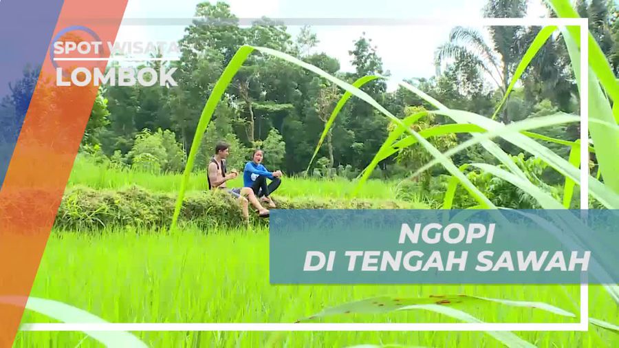 Menikmati Suasana Hijau Persawahan Berteman Segelas Kopi, Lombok