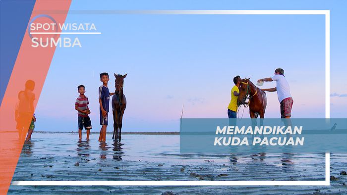 Pengalaman Seru, Memandikan Kuda Pacuan di Pantai Melolo, Sumba