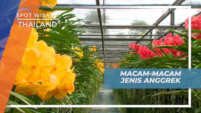 Menjelajahi Indahnya Warna-warni Cantik Bunga Anggrek  yang Bermekaran, Thailand