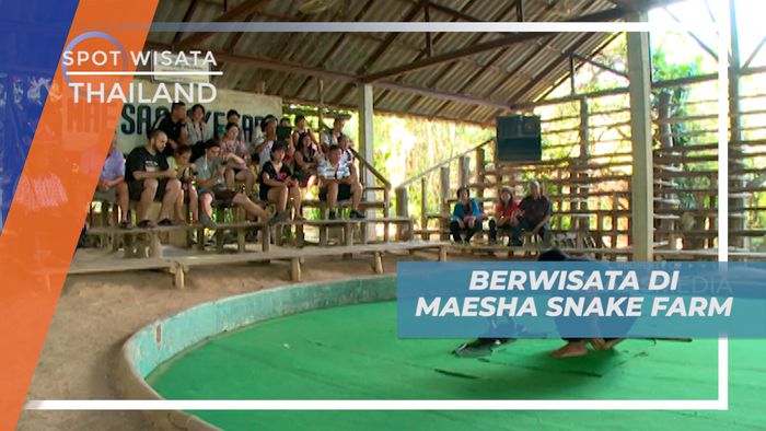 Sensasi Melihat Pertunjukan Ular di Maesha Snake Farm, Thailand