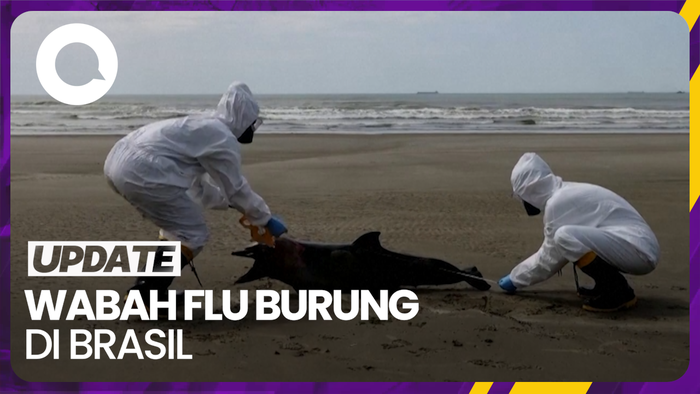 942 Anjing-Singa Laut di Brasil Tewas Akibat Wabah Flu Burung