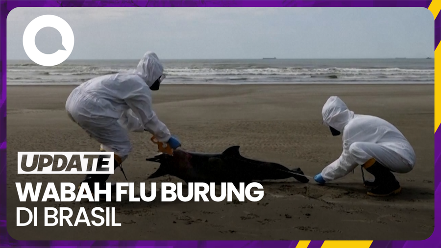 942 Anjing-Singa Laut di Brasil Tewas Akibat Wabah Flu Burung