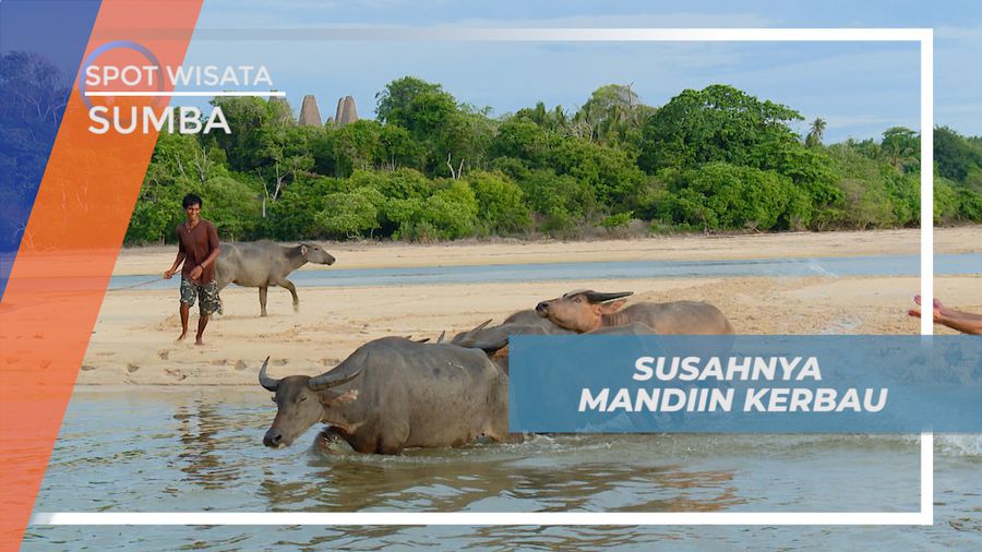 Pengalaman Seru, Mencoba Memandikan Kerbau di Desa Ratenggaro, Sumba