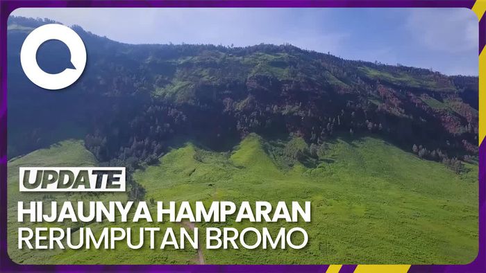 Indahnya Hamparan Rerumputan Bromo Seusai Hangus Terbakar