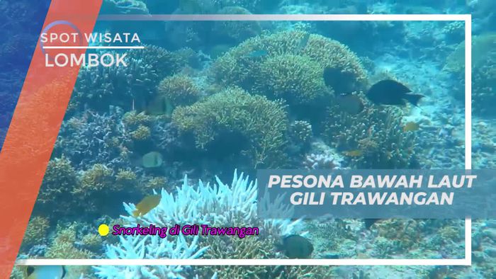 Melihat Cantiknya Biota Laut Dengan Snorkeling di Gili Trawangan Lombok 