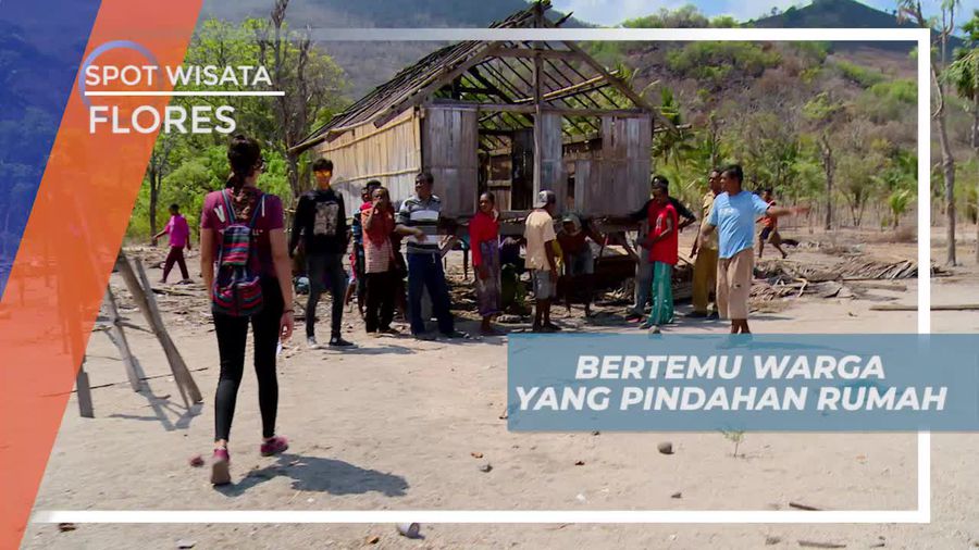 Tradisi Unik Gotong-royong Memindahkan Rumah di Flores