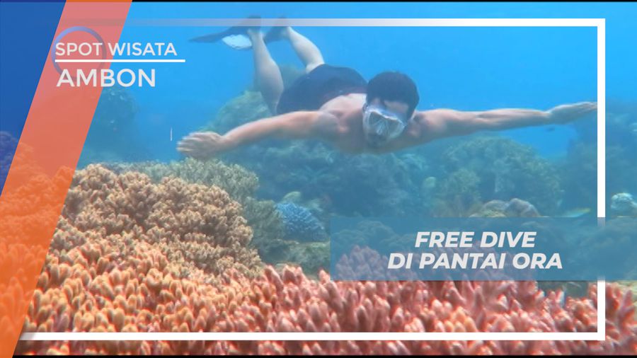 Free Dive Menyusuri Keindahan Bawah Laut Pulau Ora Ambon