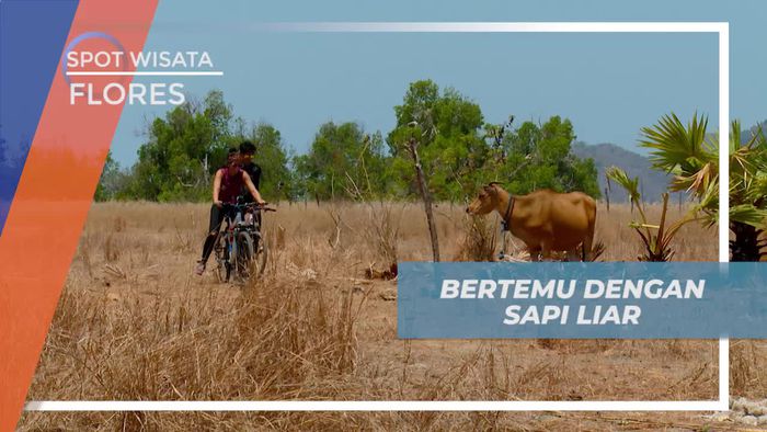 Melihat Dari Dekat Sapi Liar di Desa Darat Laut Flores