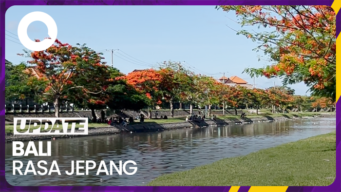 Cantiknya Bunga Flamboyan Bermekaran di Denpasar, Serasa Lagi di Jepang