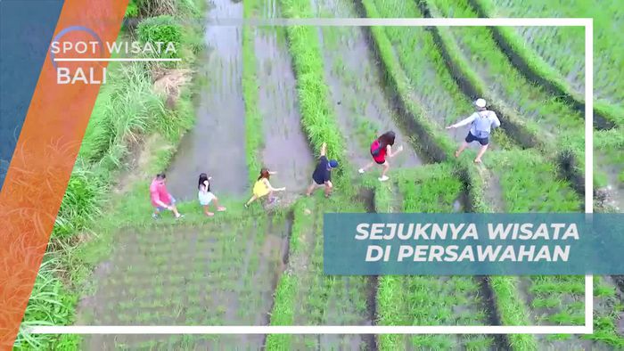 Merasakan Suasana Sejuk dan Asri di Wisata Persawahan Bali