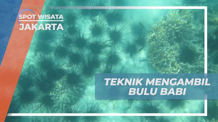 Pulau Bira Kepulauan Seribu, Mengenal Teknik Mengambil Bulu Babi