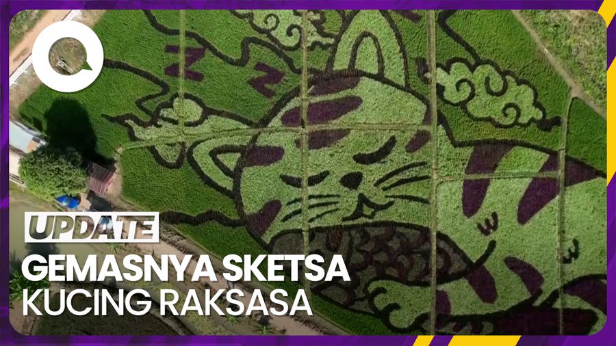 Melihat Sketsa Kucing Raksasa yang Muncul di Sawah Thailand
