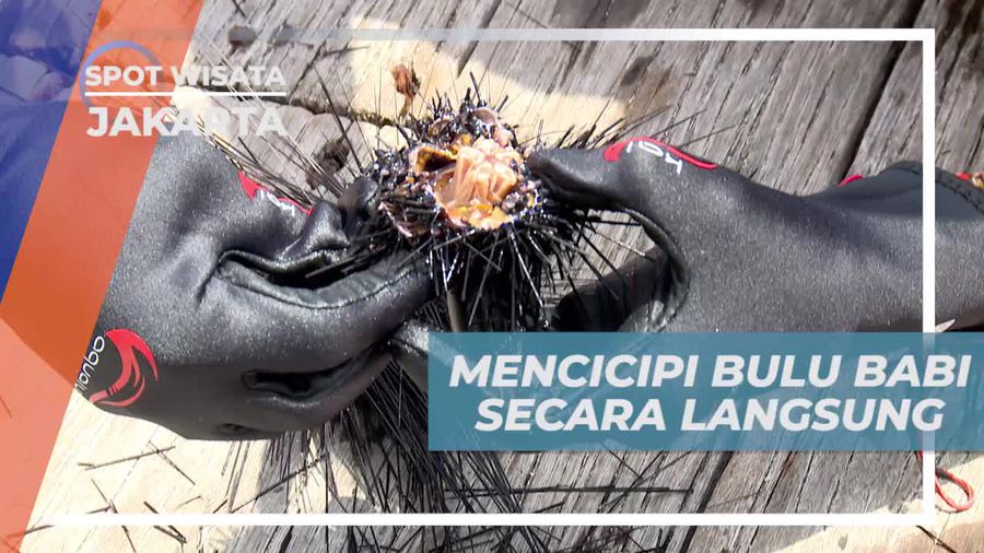 Pulau Bira Kepulauan Seribu, Mencicipi Cita Rasa Unik Bulu Babi