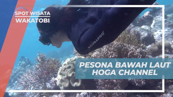 Pesona Indah Bawah Laut Hoga Channel Wakatobi 