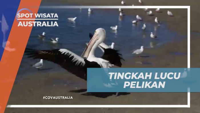 Melihat Tingkah Lucu Pelikan di Broadbeach Australia 