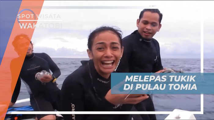 Pengalaman Seru Melepas Tukik ke Tengah Laut Pulau Tomia, Wakatobi