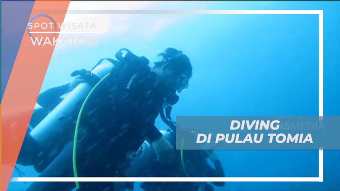 Menyelami Pesona Keindahan Bawah Laut Pulau Tomia yang Menakjubkan, Wakatobi