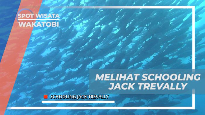 Pengalaman Seru Bertemu Schooling Jack Trevally di Bawah Laut Pulau Tomia, Wakatobi