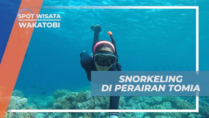 Mengintip Kehidupan Bawah Laut Perairan Pulau Tomia, Wakatobi