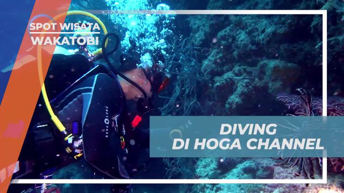 Diving Melihat Dari Dekat Keindahan Bawah Laut Wakatobi