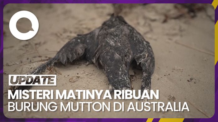 Kekhawatiran Ilmuwan Terkait Matinya Ribuan Burung Mutton di Australia