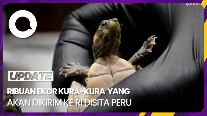Peru Sita 4.001 Ekor Kura-kura yang Bakal Dikirim ke Indonesia