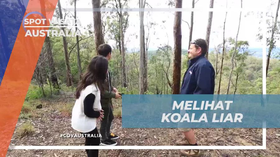 Melihat Koala Liar di Tamborine Mountain Queensland Australia