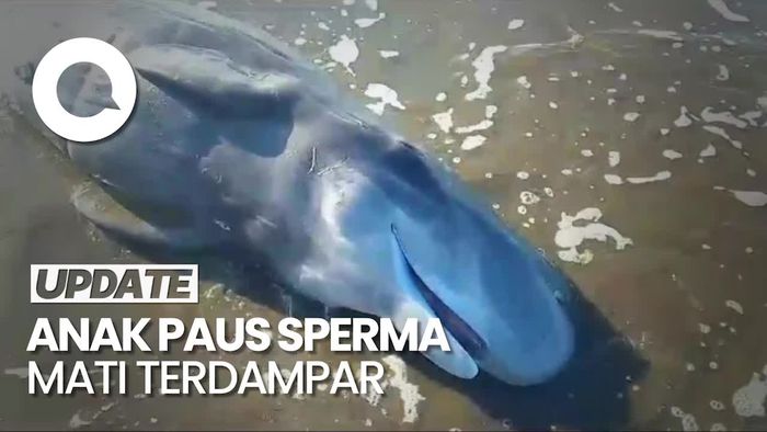 Penampakan Paus Sperma Mati Terdampar di Pantai Jembrana