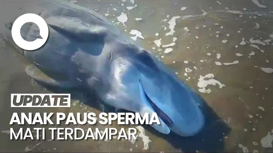 Penampakan Paus Sperma Mati Terdampar di Pantai Jembrana