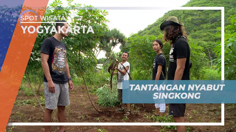 Mencoba Mencabut Singkong Langsung Dari Kebunnya, Yogyakarta 