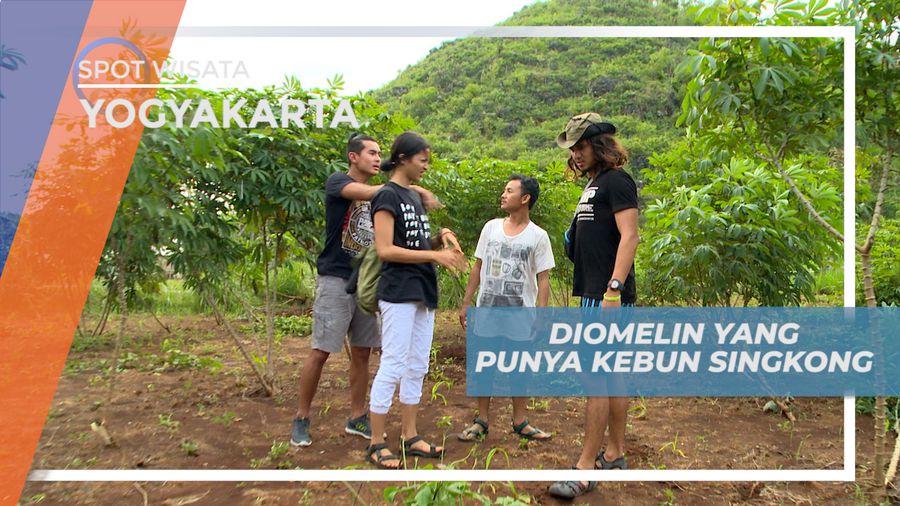 Berkunjung ke Perkebunan Singkong Yogyakarta 