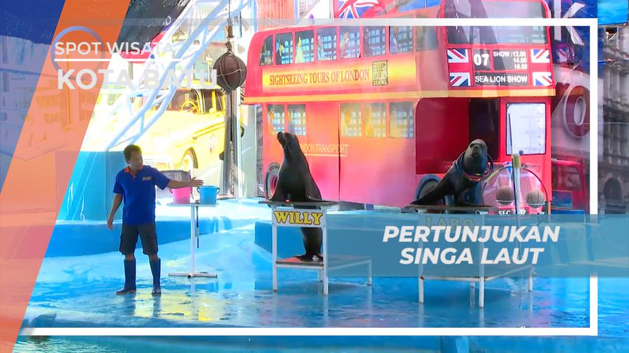 Melihat Pertunjukan Singa Laut yang Menggemaskan di Kota Batu