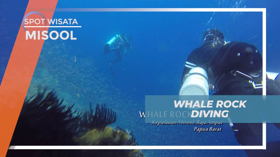 Persiapan Diving di Misool, Eksplorasi Keindahan Alam Bawah Laut