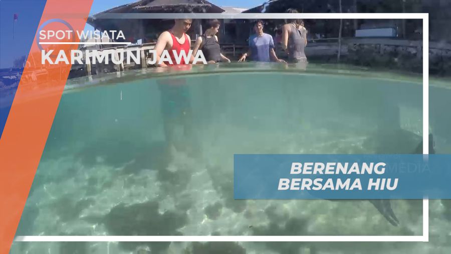 Pengalaman Seru Berenang Bareng Predator Laut di Penangkaran Hiu, Karimun jawa