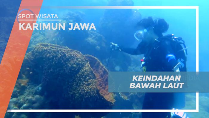 Menikmati Pesona Keindahan Biota Laut Pulau Menjangan Besar, Karimun Jawa