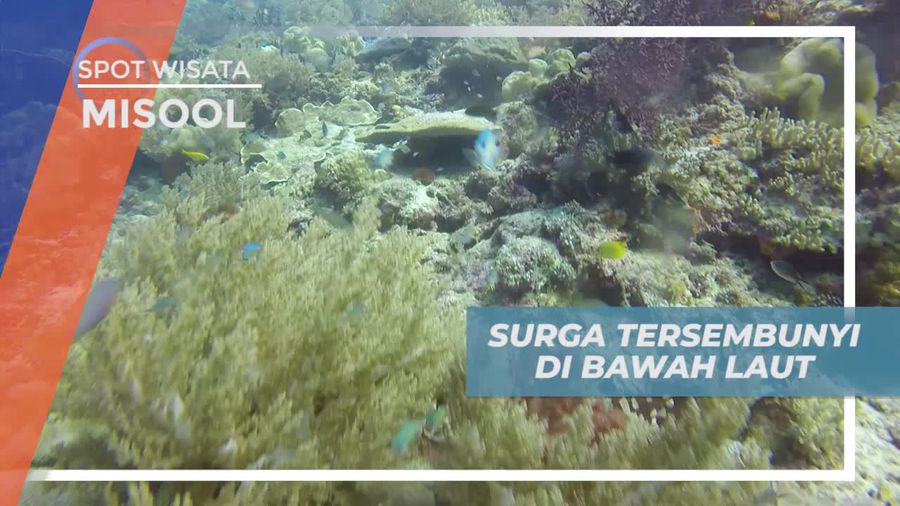 Menyusuri Setiap Keindahan Bawah Laut Misool Dengan Diving