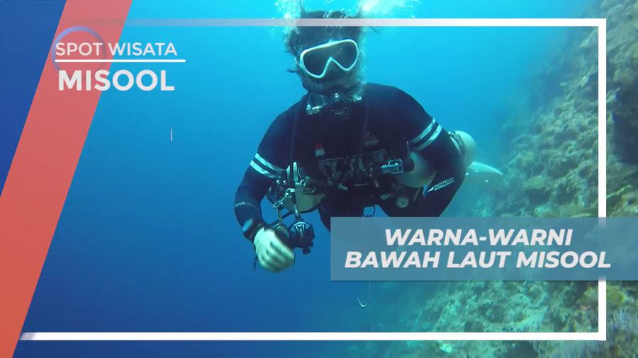 Menikmati Keindahan Warna-warni Biota Laut di Misool