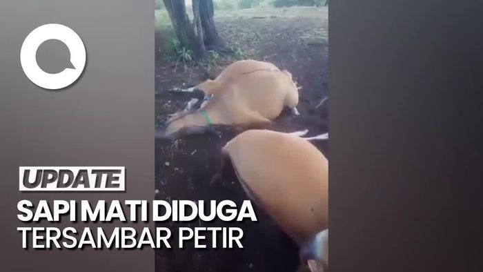 Belasan Sapi di Bima NTB Mati, Diduga Akibat Tersambar Petir