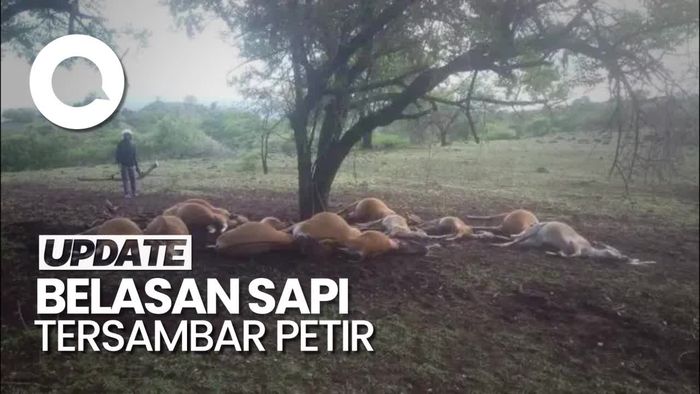 Penampakan Belasan Sapi Mati Tersambar Petir di Bima NTB