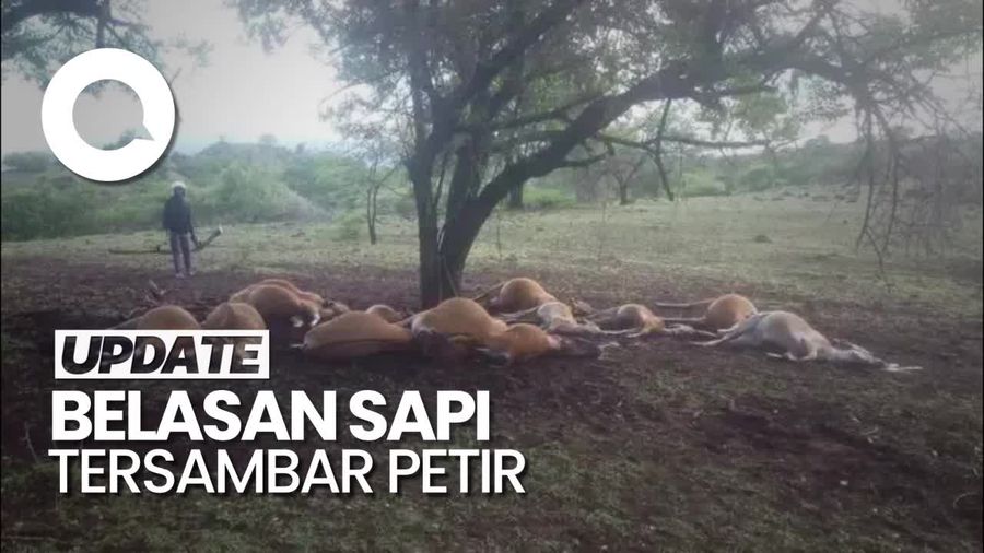 Penampakan Belasan Sapi Mati Tersambar Petir di Bima NTB