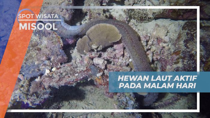 Melihat Beragam Biota Laut yang Aktif Pada Malam Hari, Misool 