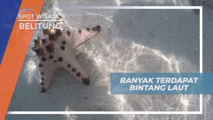 Melihat Kecantikan Bintang Laut di Pulau Pasir Tanjung Kelayang Belitung