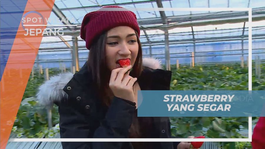 Mengisi Liburan Seru Dengan Memetik dan Makan Buah Strawberry Sepuasnya, Jepang