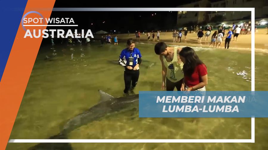 Sensasi Memberi Makan Lumba-lumba Secara Langsung, Australia