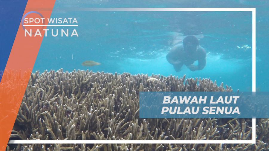 Berburu Gasing di Keindahan Bawah Laut Pulau Senua, Kepulauan Riau