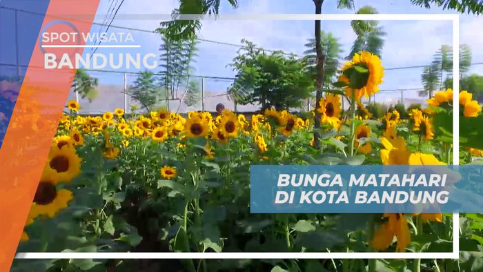 Mengisi Liburan, Menikmati Cantiknya Bunga Matahari yang Bermekaran, Bandung