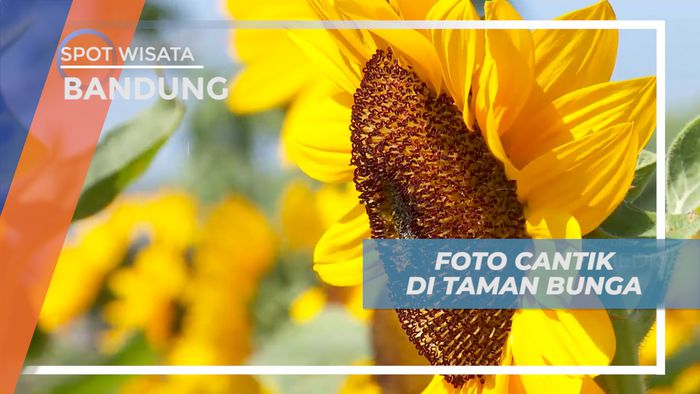 Cekrak-cekrek Berpose Seru Diantara Bunga Matahari yang Mekar, Bandung