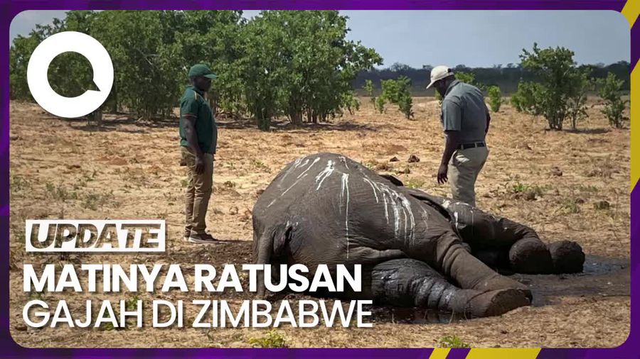 Matinya Gajah di Zimbabwe Imbas El Nino